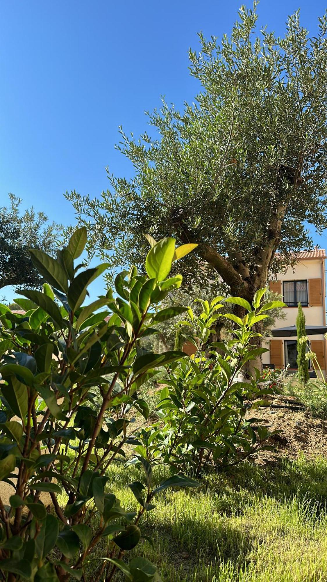 Residence Catalina サン・フロラン エクステリア 写真